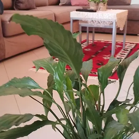 Bora Albania Me Vetsherbim 24 Prane Liqenit Τίρανα
