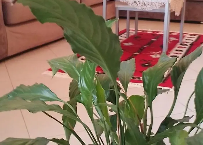 Bora Albania Me Vetsherbim 24 Prane Liqenit Tirana